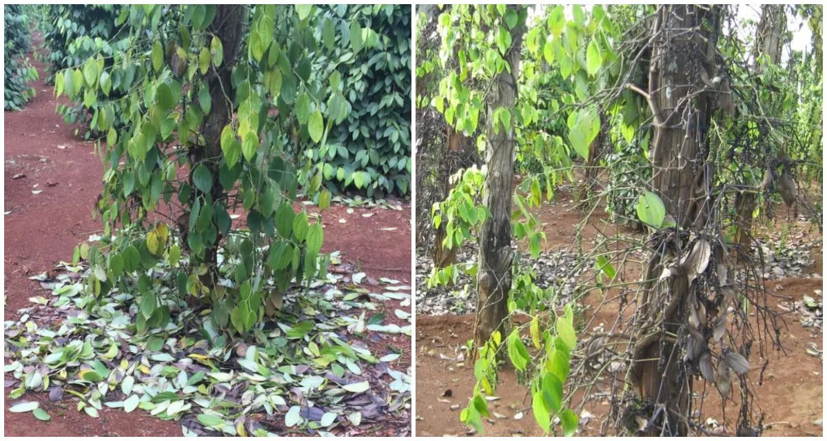 bệnh chết nhanh chết chậm trên cây hồ tiêu