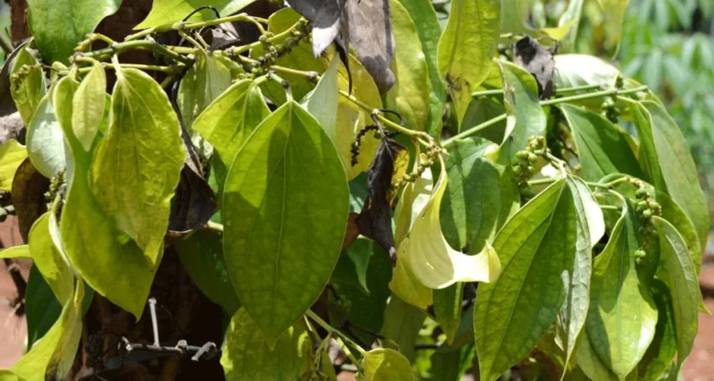 Bệnh Chết Nhanh Trên Cây Hồ Tiêu: Nguyên Nhân, Dấu Hiệu Và Cách Phòng Trị Hiệu Quả bệnh chết nhanh trên cây hồ tiêu