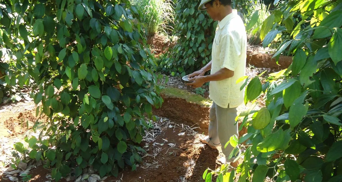 Bón phân hữu cơ đúng cách cho hồ tiêu mới trồng