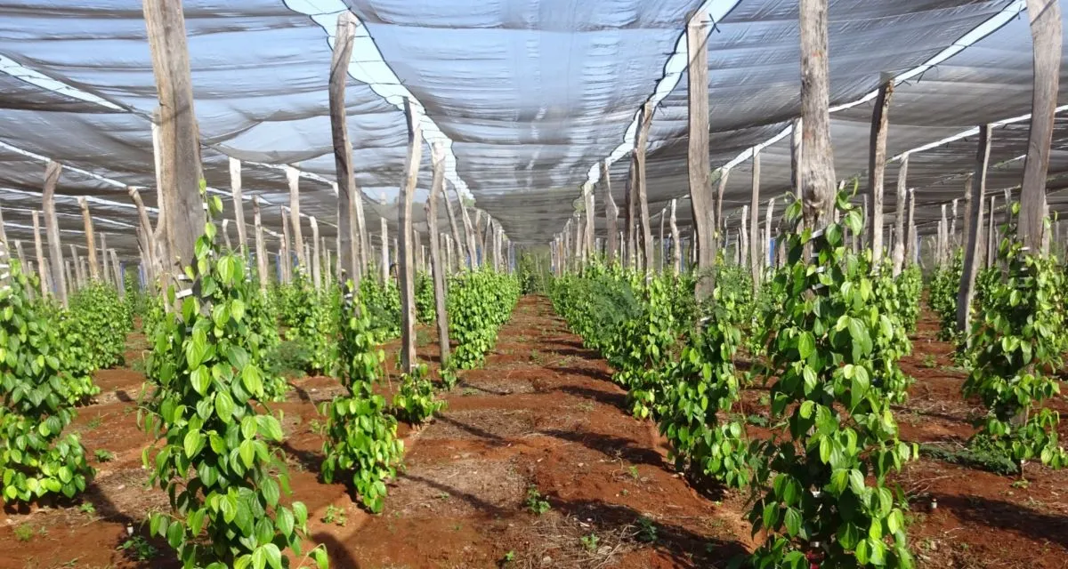 Che nắng cho cây tiêu mới trồng trong giai đoạn đầu