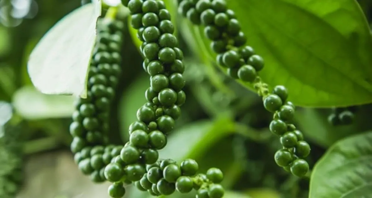 Kỹ Thuật Trồng Tiêu: Kinh Nghiệm Thực Tế Trồng Và Chăm Sóc Cây Hồ Tiêu 2026 Chùm hồ tiêu xanh trong kỹ thuật trồng cây tiêu