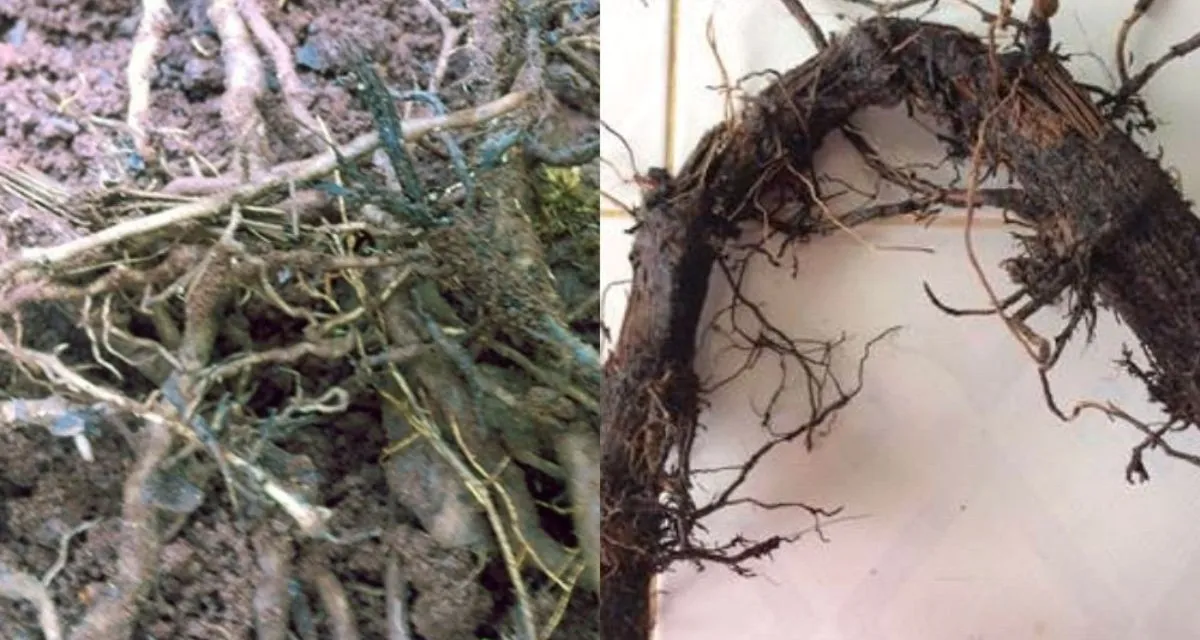 dấu hiệu bệnh chết nhanh trên cây hồ tiêu