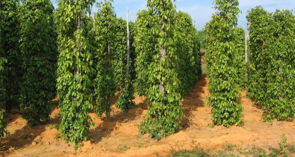 giá hồ tiêu trong nước tại Tây Nguyên