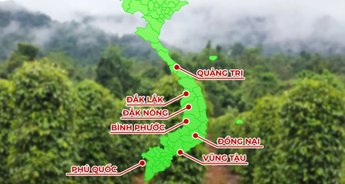 Giá hồ tiêu trong nước theo các vùng trồng