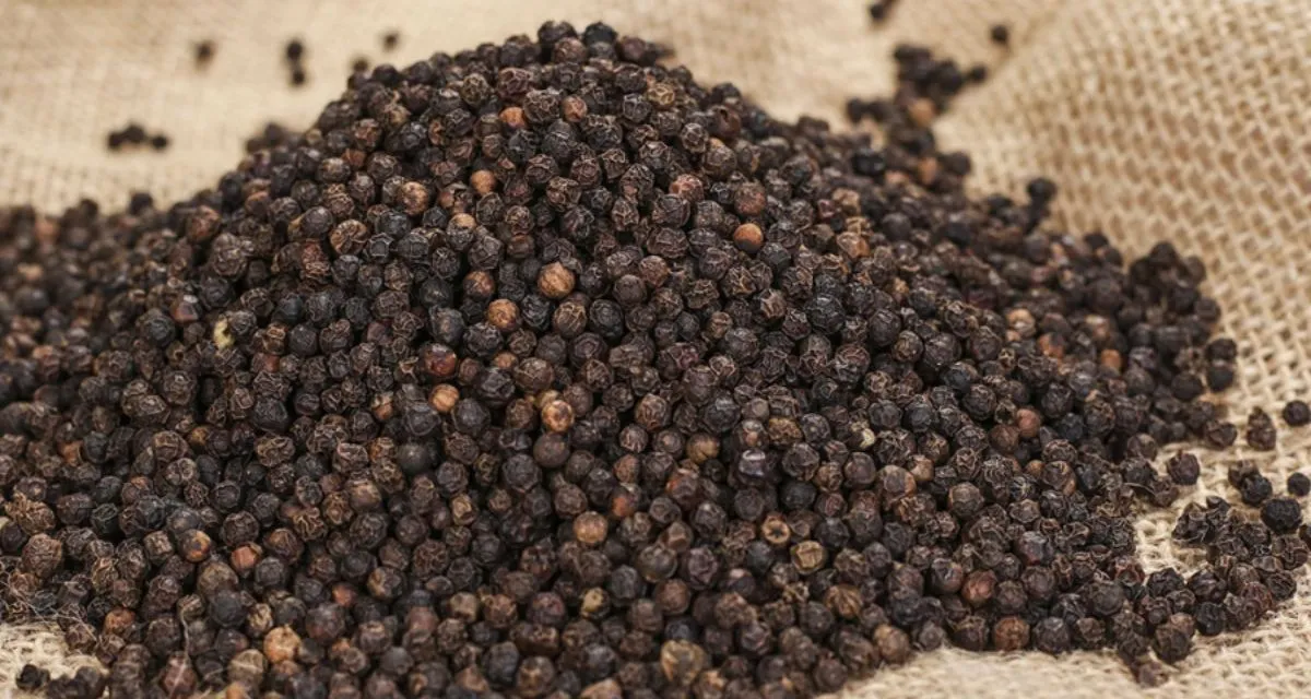 Giá tiêu thị trường hôm nay tại các vùng trồng tiêu