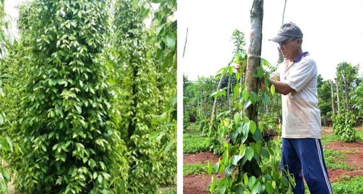 Hướng dây tiêu leo trụ đúng kỹ thuật khi tiêu mới trồng