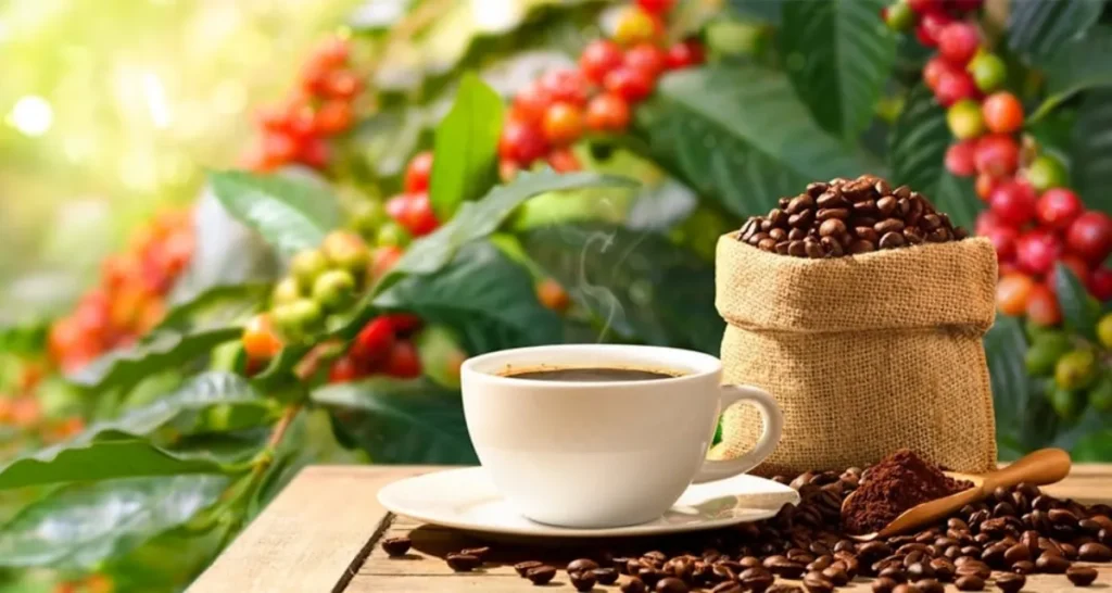 lời khuyên cho người trồng và thương lái