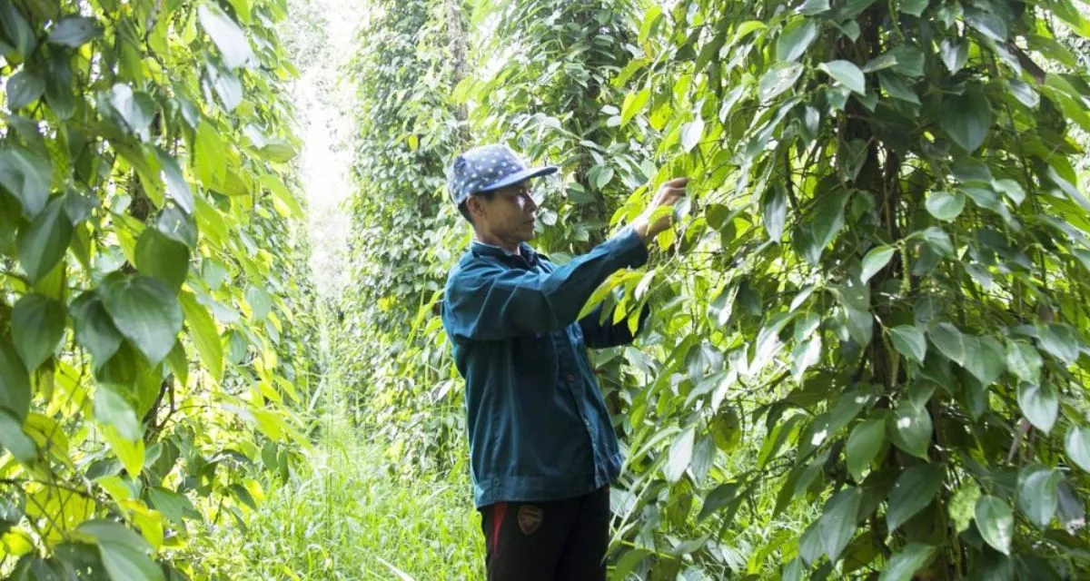 Kỹ Thuật Trồng Tiêu: Kinh Nghiệm Thực Tế Trồng Và Chăm Sóc Cây Hồ Tiêu 2026 Nông dân áp dụng kỹ thuật chăm sóc tiêu mới trồng