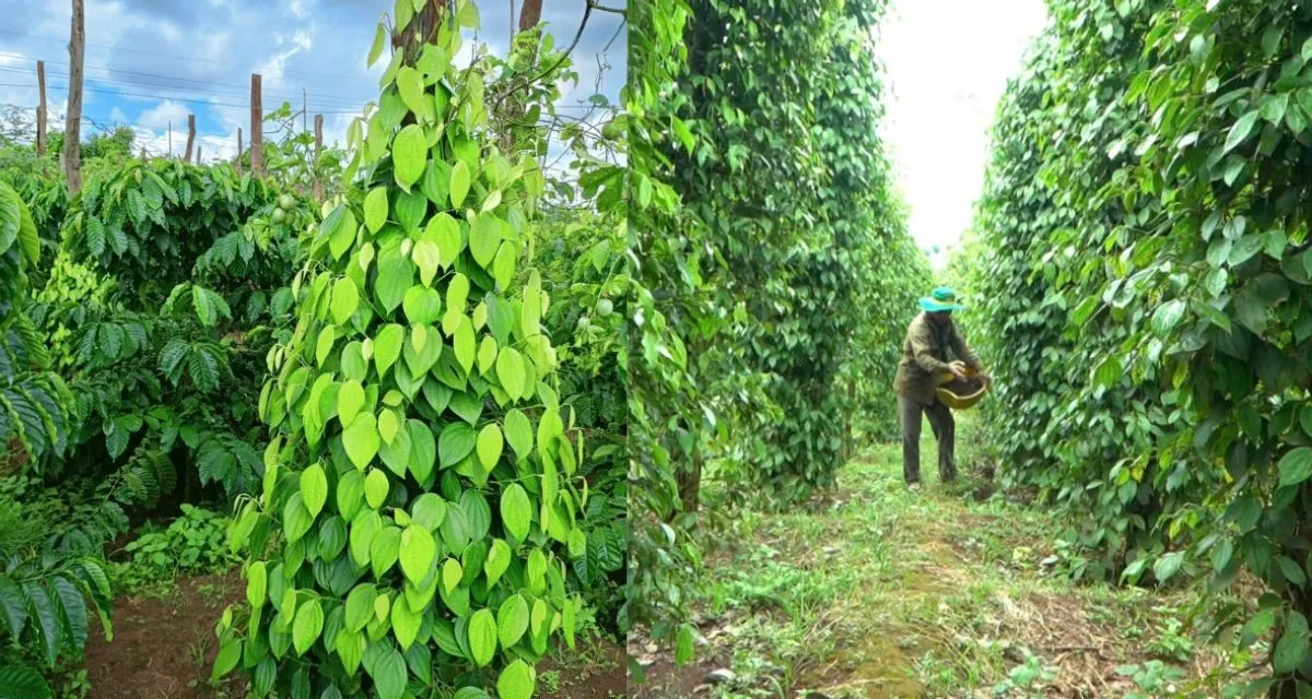 Phòng bệnh cho cây tiêu mới trồng bằng biện pháp sinh học