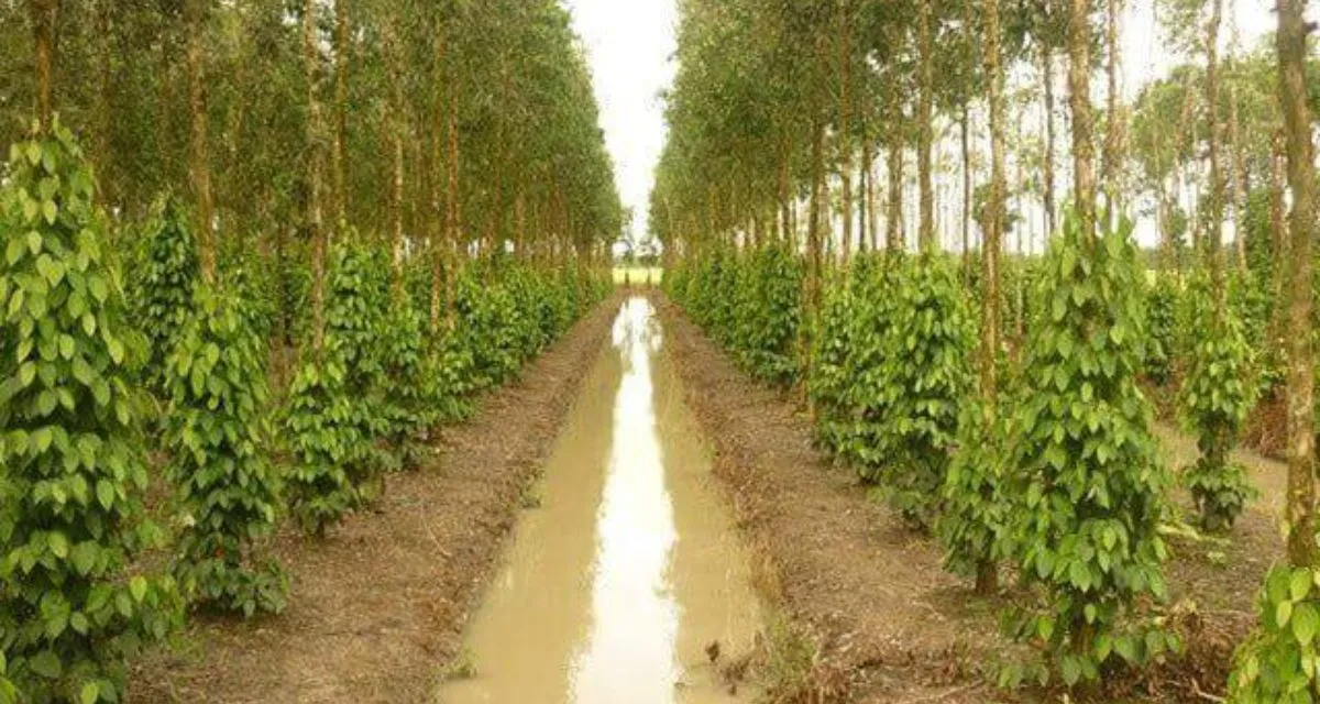 cách phòng bệnh chết nhanh trên cây hồ tiêu