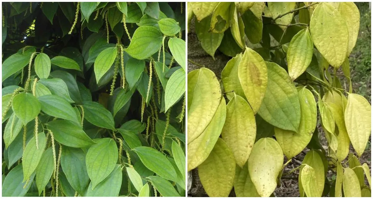 So sánh cách chăm sóc tiêu mới trồng đúng và sai