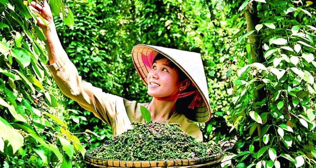 Thị trường hạt tiêu hôm nay và tình hình giá tiêu thị trường