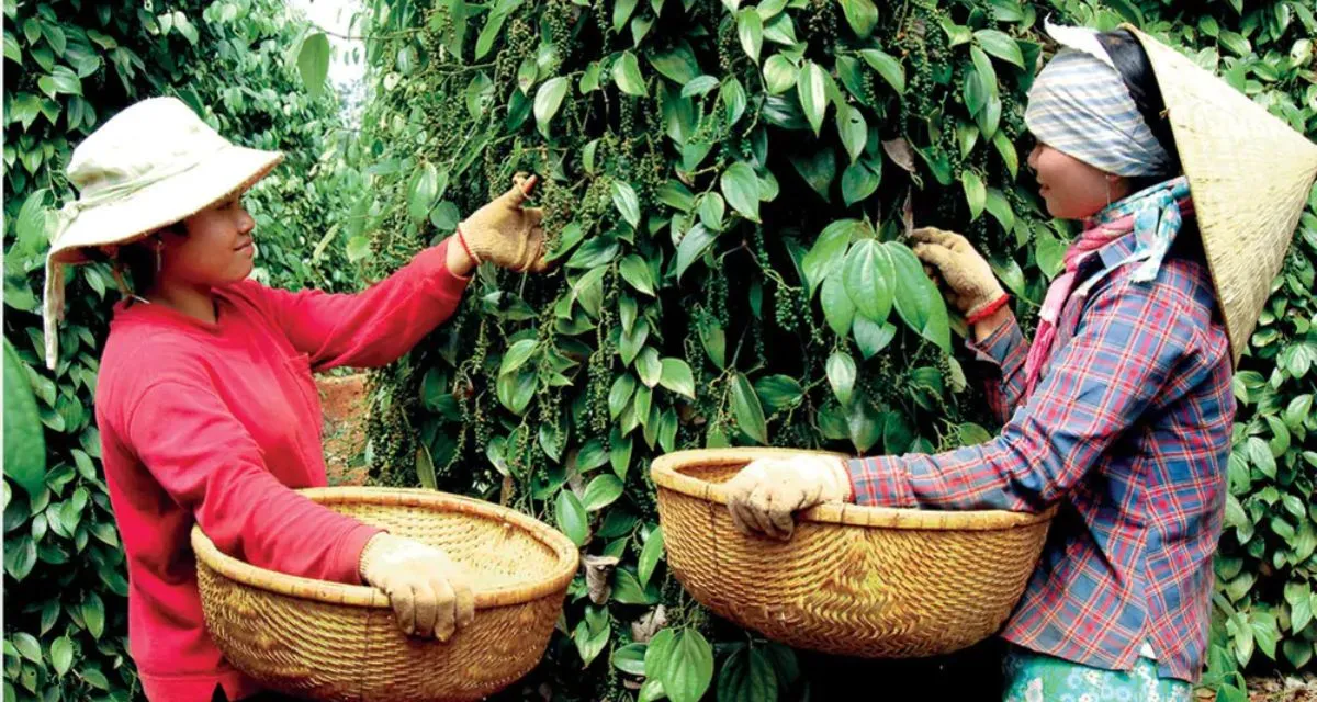 Thị trường hồ tiêu hôm nay và hoạt động thu hoạch
