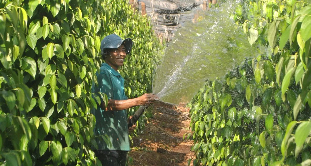 Tưới nước đúng cách cho cây tiêu mới trồng giúp rễ phát triển tốt
