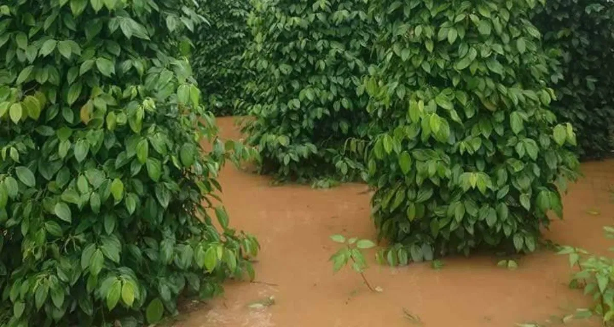 nguyên nhân gây bệnh chết nhanh trên cây hồ tiêu