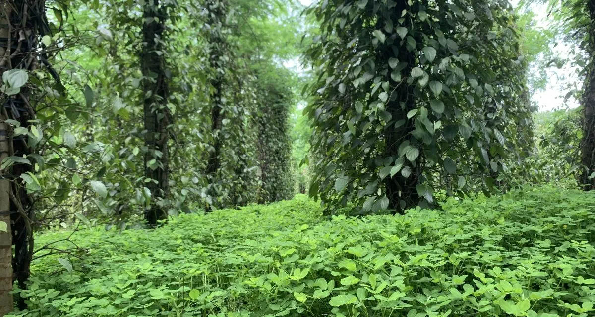 Kỹ Thuật Trồng Tiêu: Kinh Nghiệm Thực Tế Trồng Và Chăm Sóc Cây Hồ Tiêu 2026 Vườn hồ tiêu trồng xen cây họ đậu