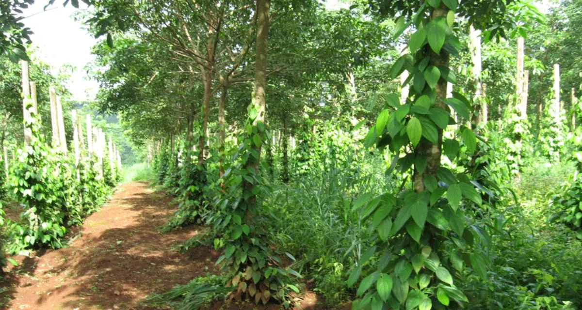 Cây hồ tiêu được trồng nhiều nhất ở vùng Bình Phước