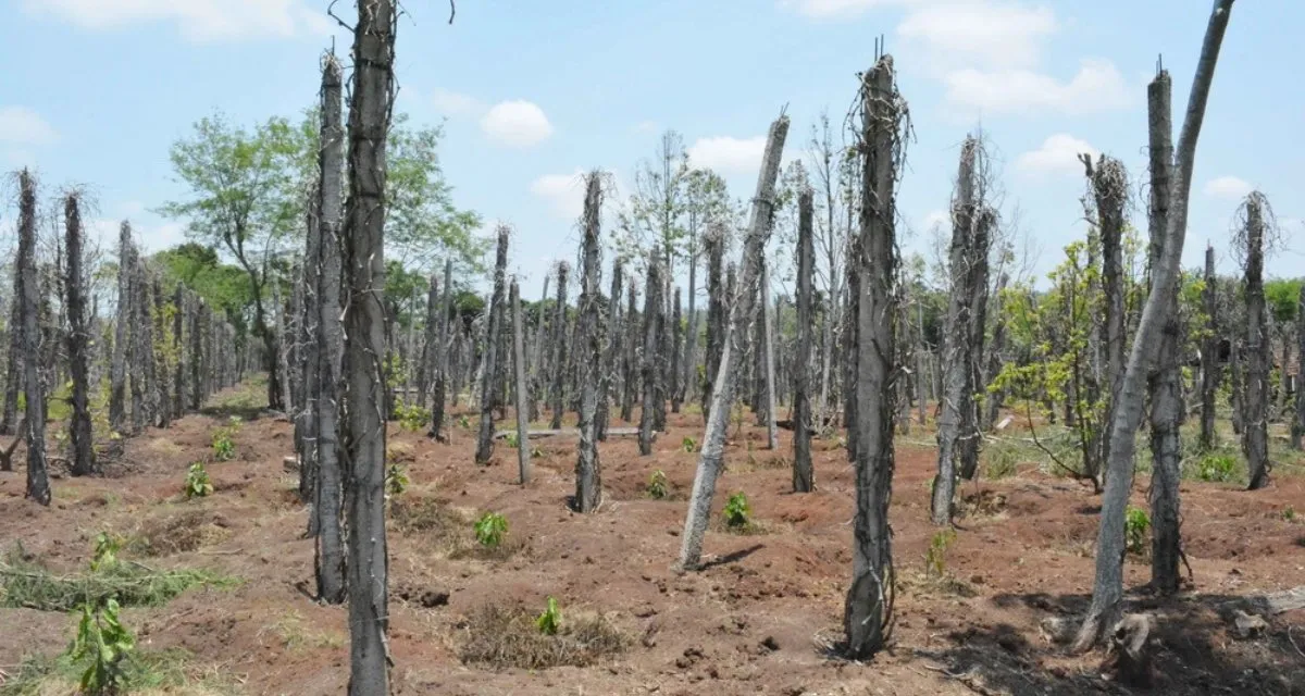 Cây tiêu bị hạn hán yếu tố ảnh hưởng dự báo giá tiêu