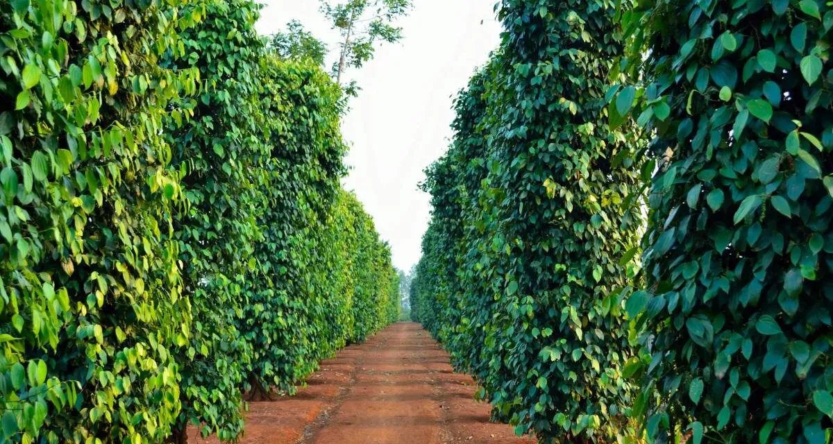 Các Loại Phân Bón Cho Cây Tiêu: Kinh Nghiệm Thực Tế Từ Bà Con Nhà Vườn 2026 Cây tiêu khỏe mạnh sau khi bón phân đúng cách