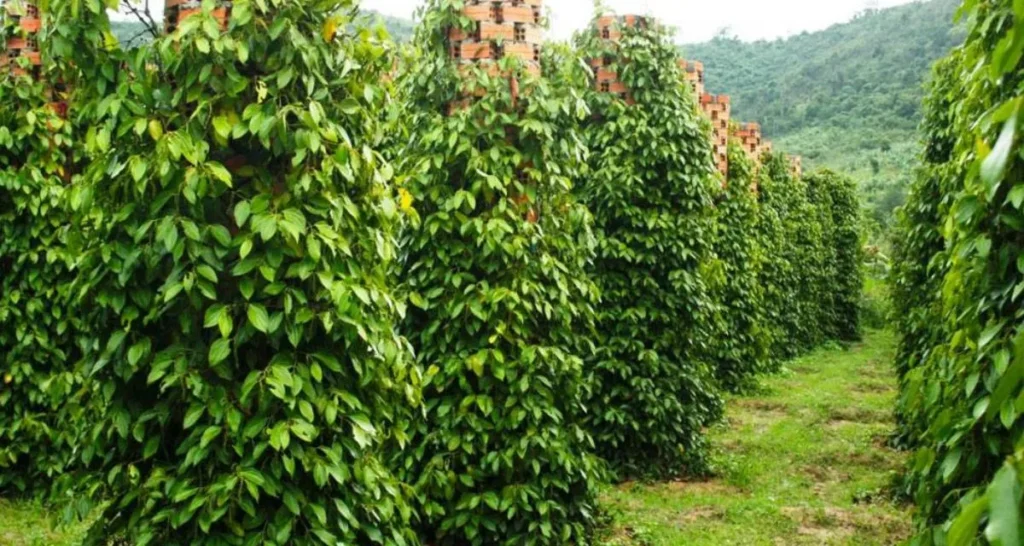 hồ tiêu được trồng nhiều nhất ở vùng nào​