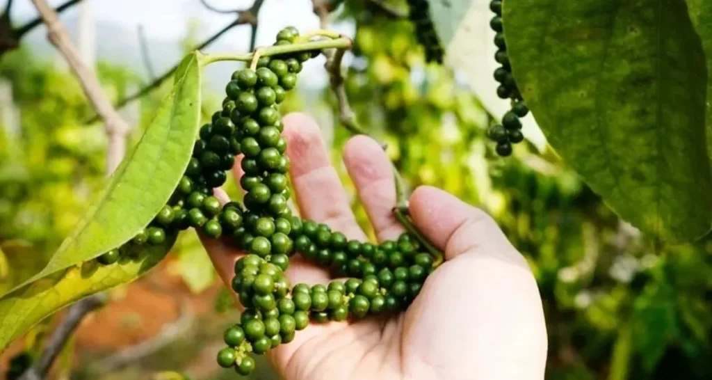 nhận định xu hướng giá tiêu thế giới