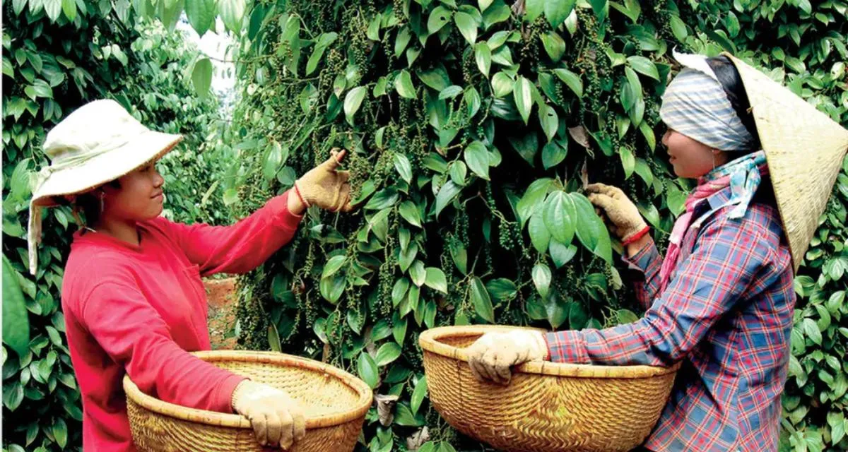 Nông dân chuẩn bị thu hoạch tiêu dựa trên dự báo giá tiêu