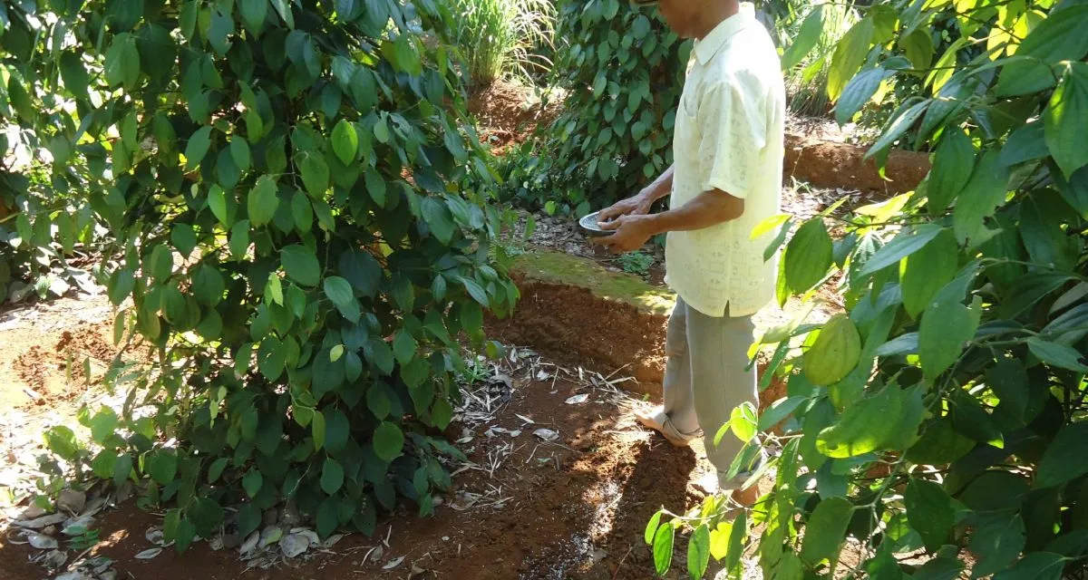 Các Loại Phân Bón Cho Cây Tiêu: Kinh Nghiệm Thực Tế Từ Bà Con Nhà Vườn 2026 Phân hữu cơ cho cây tiêu