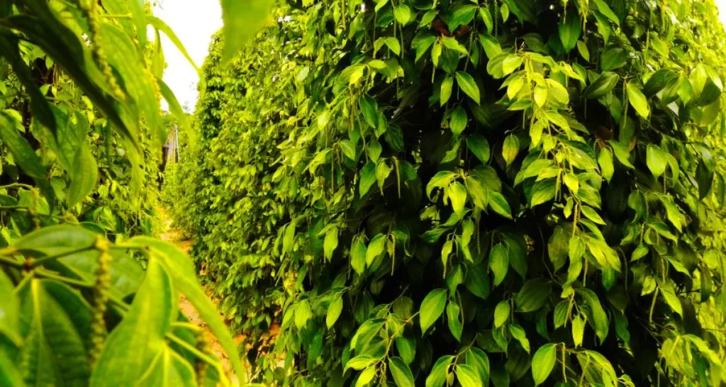 Sản lượng hồ tiêu Việt Nam