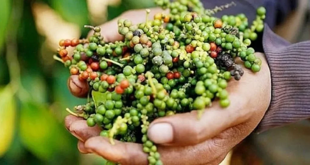 tình hình xuất khẩu hồ tiêu của việt nam