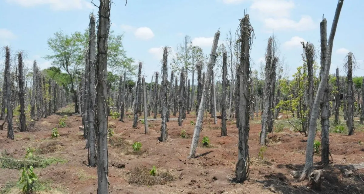 Sản Lượng Hồ Tiêu Việt Nam 2026: Thực Tế Từ Vườn Tiêu Tây Nguyên Và Lời Khuyên Cho Bà Con Vườn hồ tiêu già cỗi làm suy giảm sản lượng hồ tiêu Việt Nam