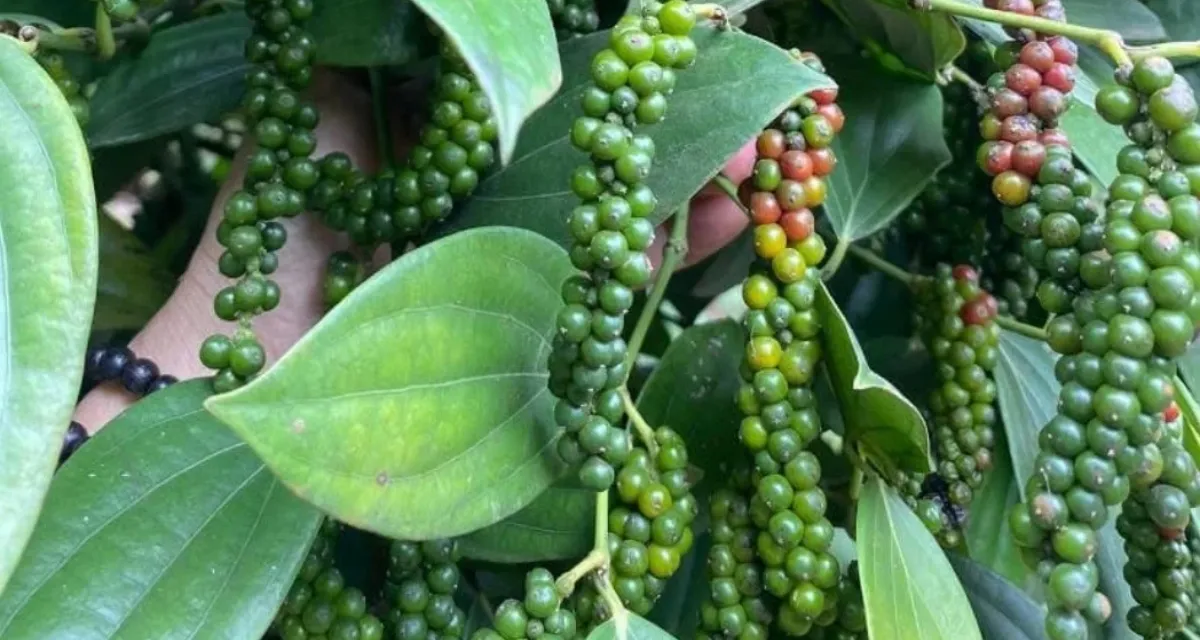 bảng giá tiêu Bình Phước hôm nay