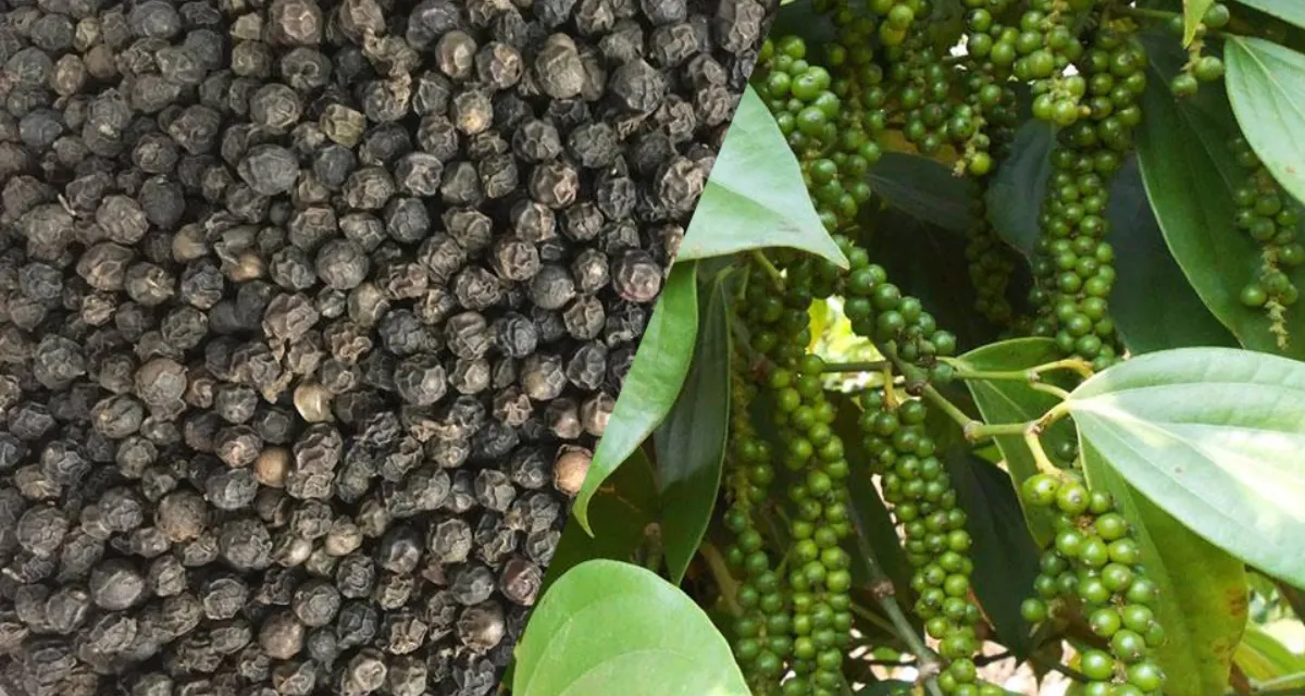 Bảng tỷ lệ bao nhiêu kg tiêu tươi được 1kg tiêu khô