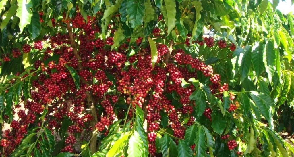 bao nhiêu kg tiêu tươi được 1kg tiêu khô