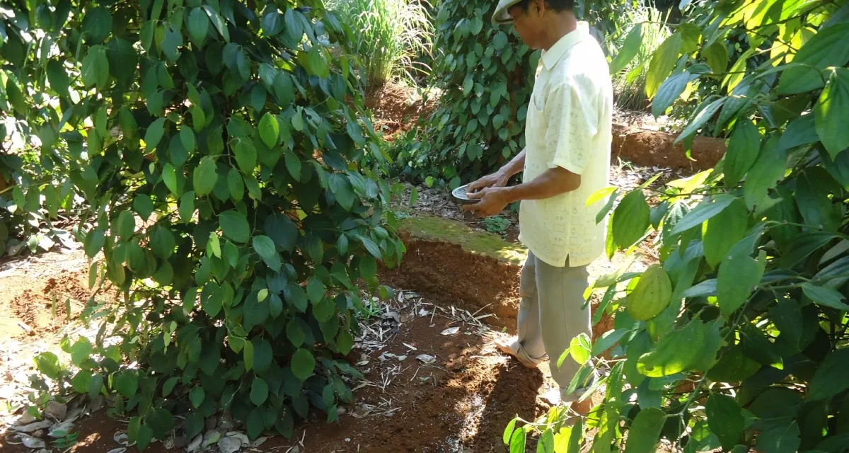 Bổ sung phân hữu cơ phục hồi cây hồ tiêu sau thu hoạch