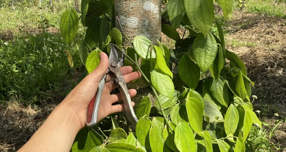 Cắt tỉa cành trong cách chăm sóc cây hồ tiêu sau thu hoạch