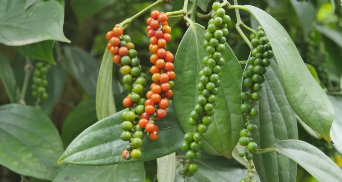 cây tiêu quả xanh, vàng-đỏ và chín đỏ