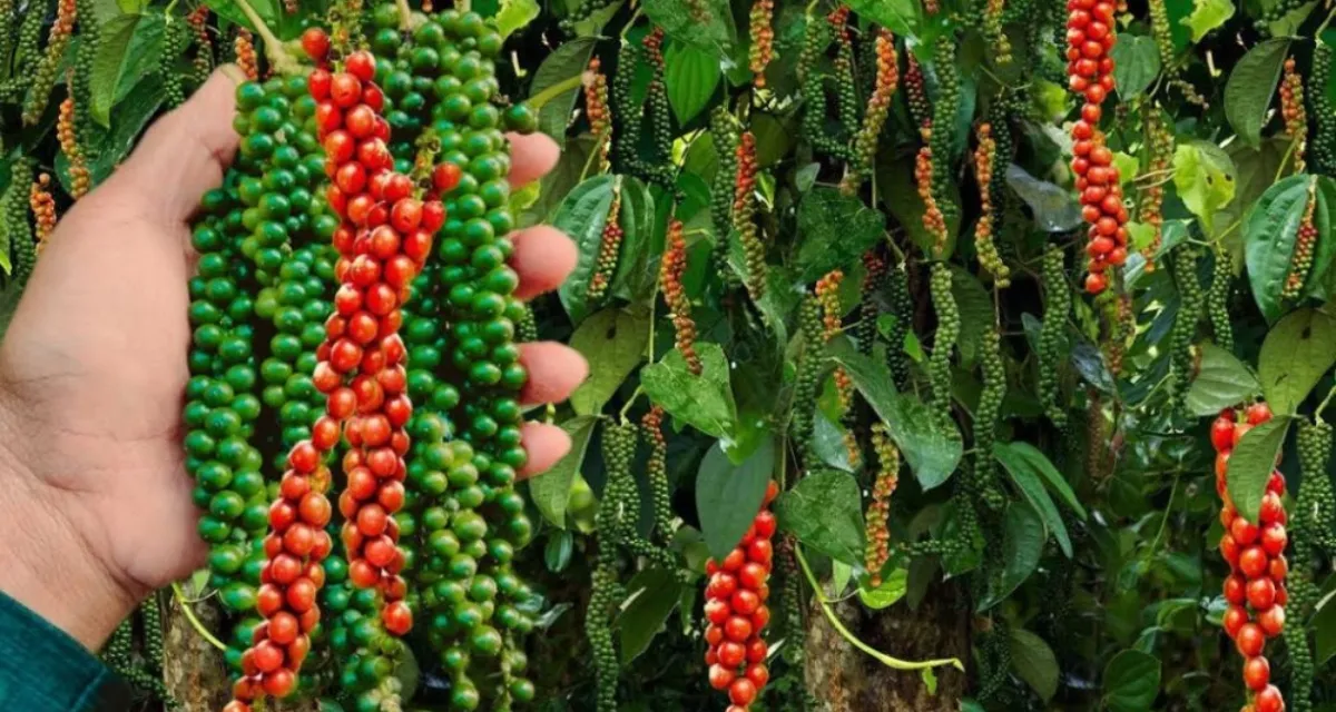 Chùm quả tiêu chín đỏ – nguyên liệu làm tiêu sọ trắng