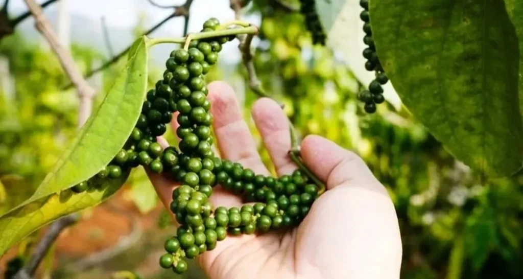 giá tiêu Bình Phước hôm nay