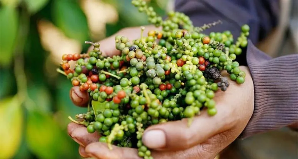 Giá Tiêu Đắk Nông Hôm Nay