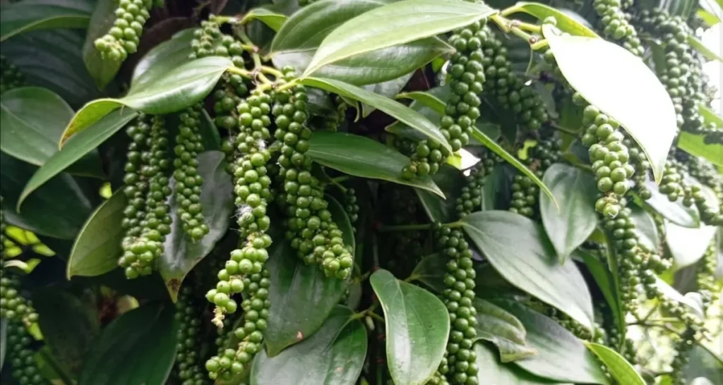 Giá tiêu hôm nay Bà Rịa Vũng Tàu