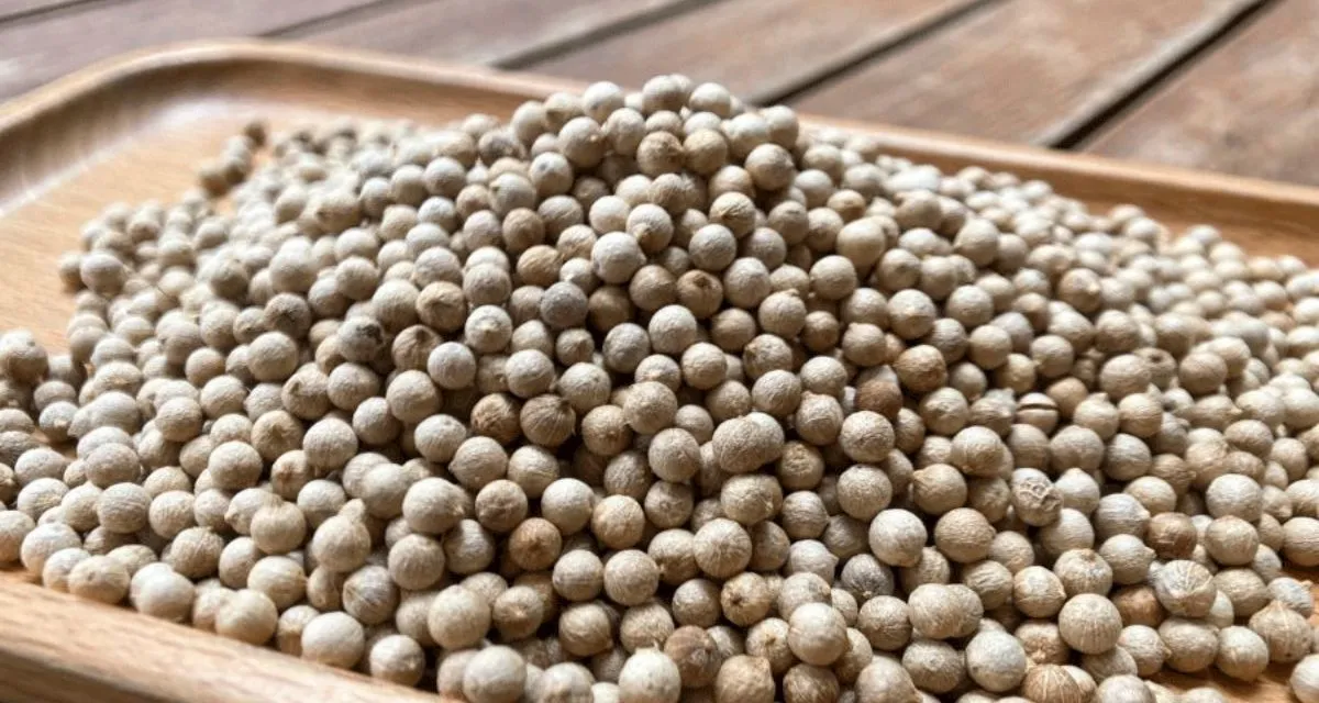 Giá hạt tiêu trắng hôm nay