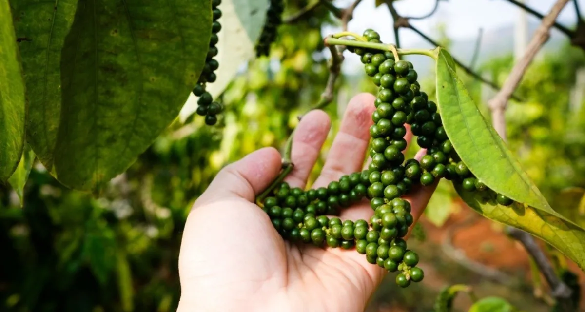 giá tiêu tươi hôm nay theo các vùng trồng