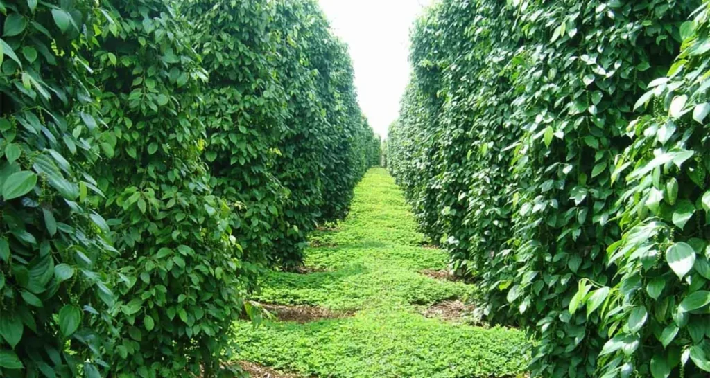 Vườn hồ tiêu Phú Quốc