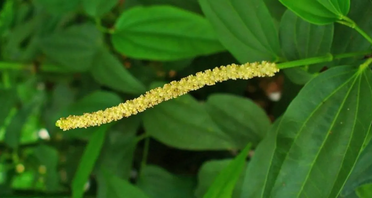 kích thích ra hoa cho cây hồ tiêu mầm hoa cựa gà