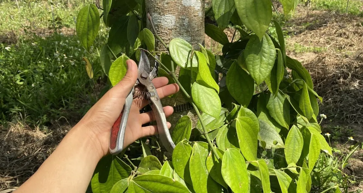 kỹ thuật làm bông hồ tiêu cắt tỉa vườn sau thu hoạch