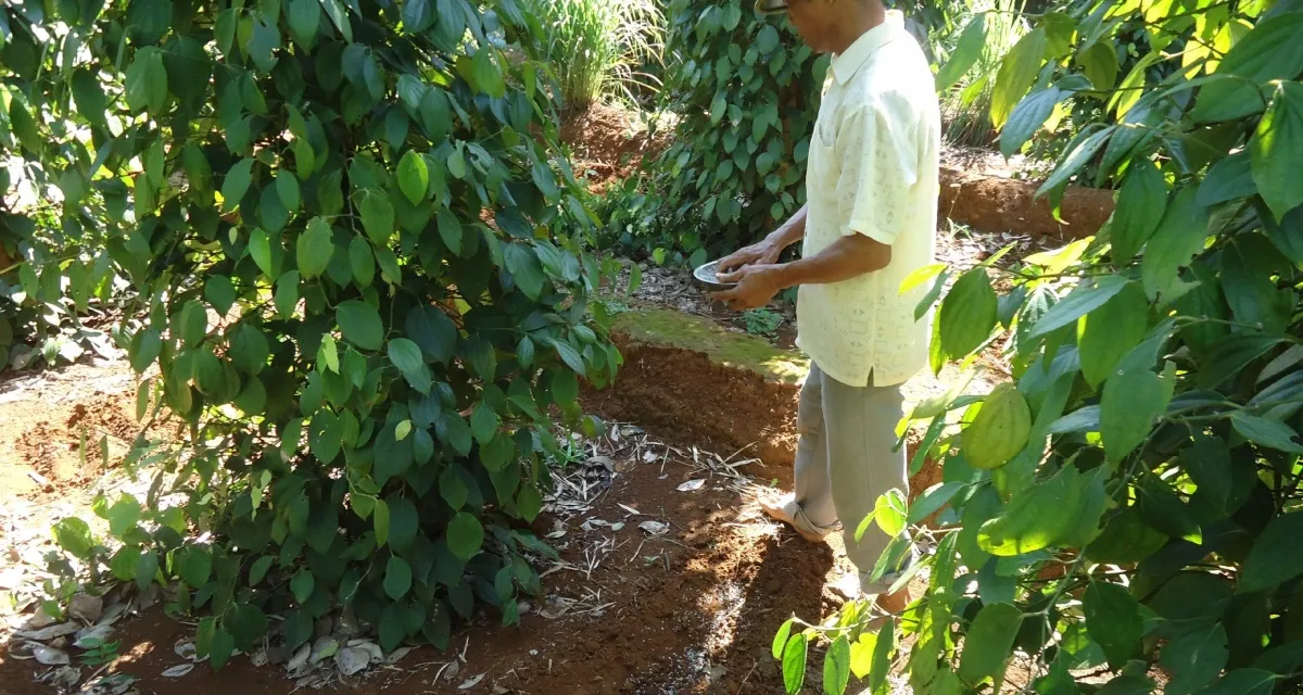kỹ thuật làm bông hồ tiêu phân bón lá kích thích ra hoa