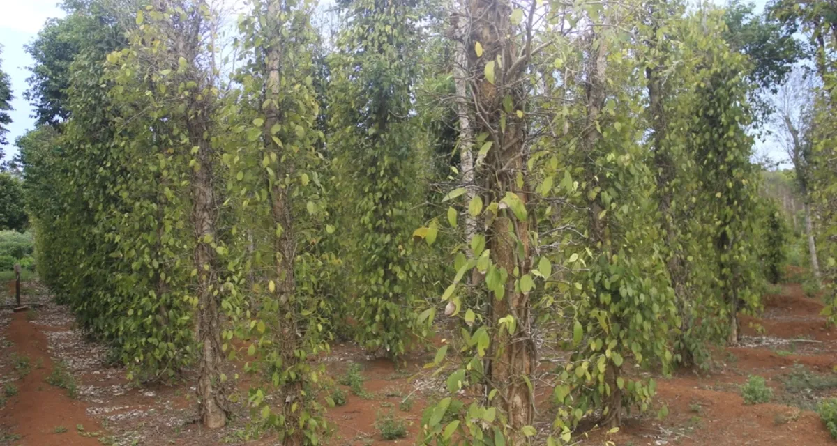 làm bông hồ tiêu xiết nước hãm nước phân hóa mầm hoa