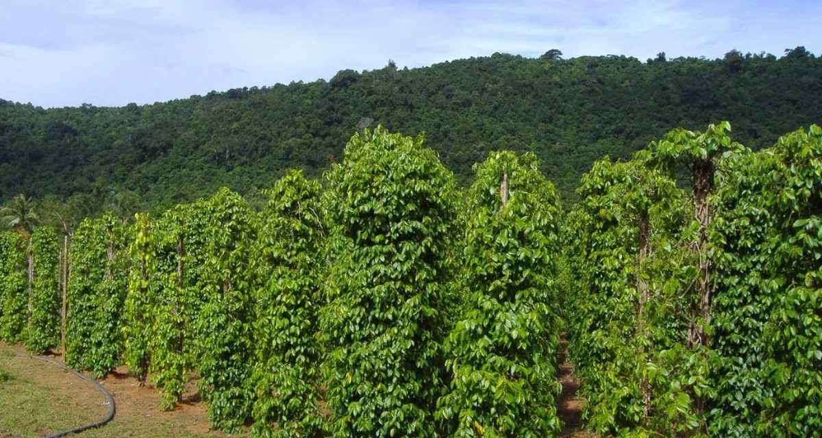 nguồn gốc của hồ tiêu Phú Quốc