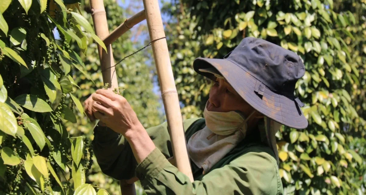 Nông dân Đắk Nông hái tiêu vụ mới