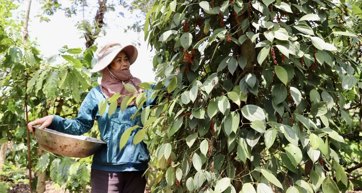 nông dân thu hoạch hồ tiêu Bà Rịa Vũng Tàu